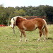 Horse On A Farm by randy23