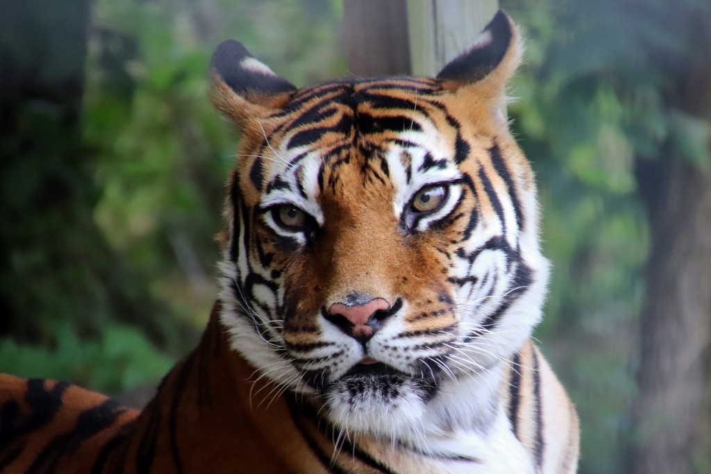 Tiger Portrait by randy23