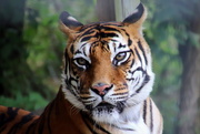 27th Aug 2019 - Tiger Portrait