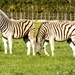 Zebra grazing by ludwigsdiana