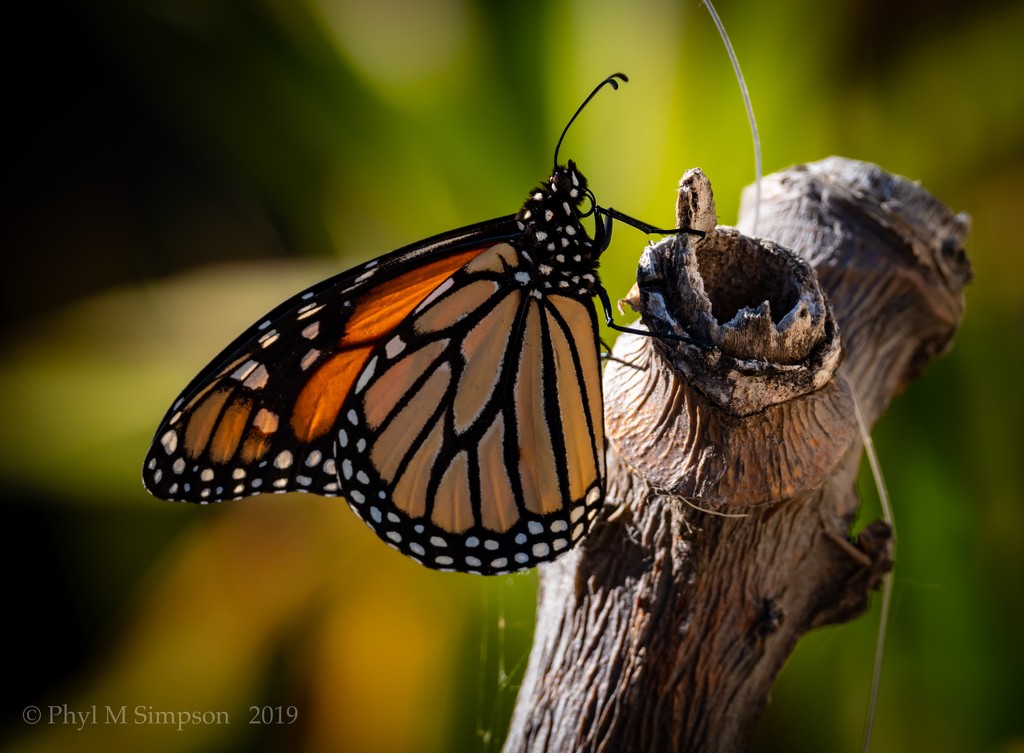 Monarchs migrating in... by elatedpixie