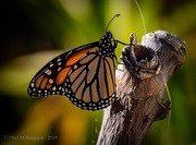 1st Sep 2019 - Monarchs migrating in...