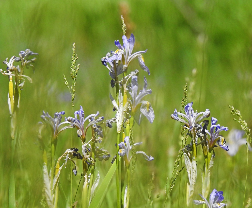 Wild Irises by janeandcharlie