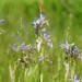 Wild Irises by janeandcharlie