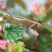September 2: Praying Mantis by daisymiller