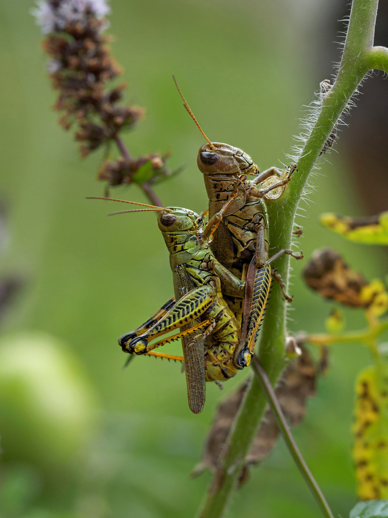 Mating  by tosee