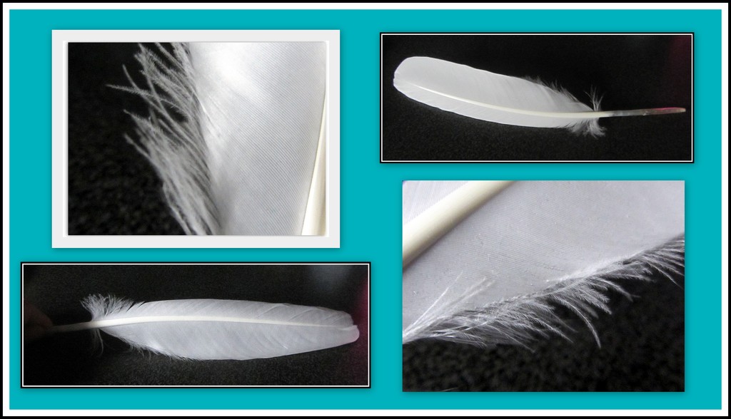 Studies of Swan feathers. by grace55