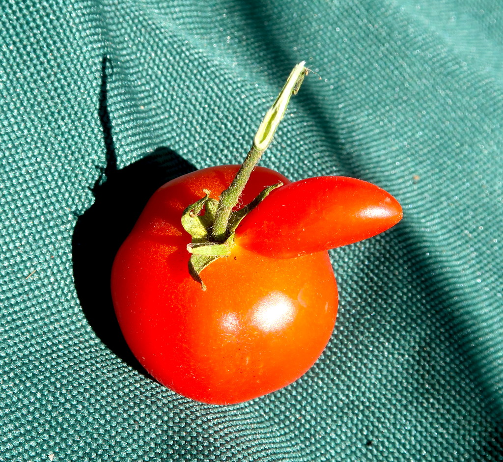 Mr Tomato by davemockford