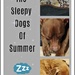 Sleepy Dogs by jo38