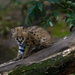 Serval Kitten by leonbuys83
