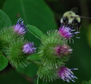 21st Aug 2019 - Day 233: Pollinators are Buzzzzzzzzzzzzzzy!