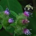 Day 233: Pollinators are Buzzzzzzzzzzzzzzy! by jeanniec57