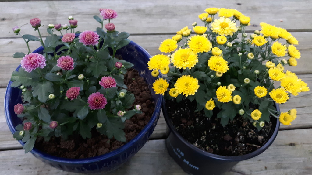 Two Chrysanthemums by julie
