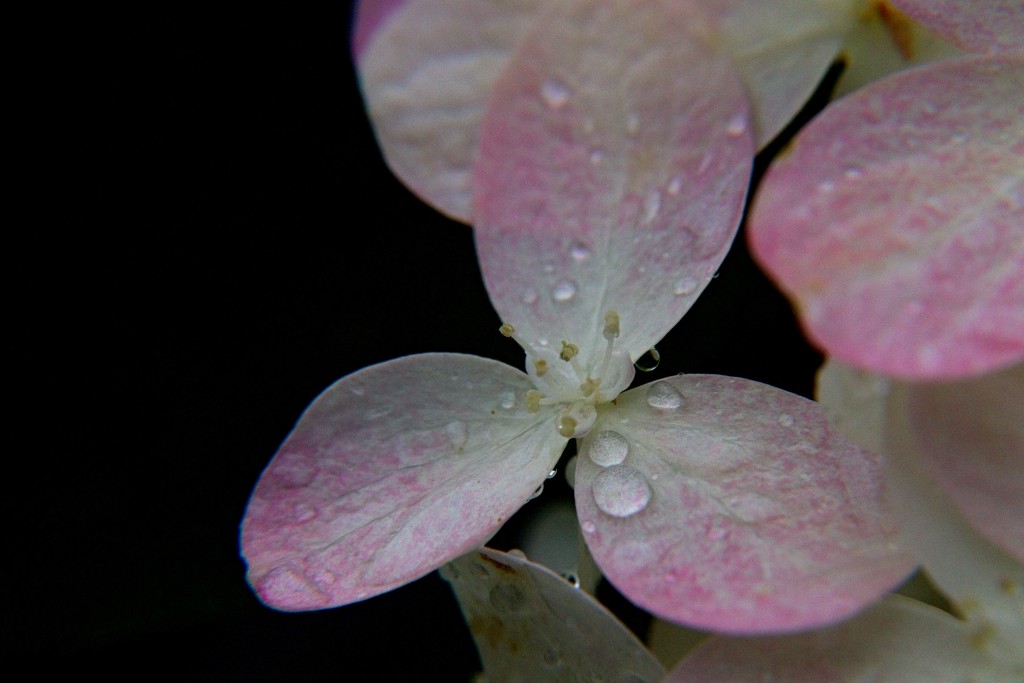 Day 245:  Rainy Day Flower by sheilalorson