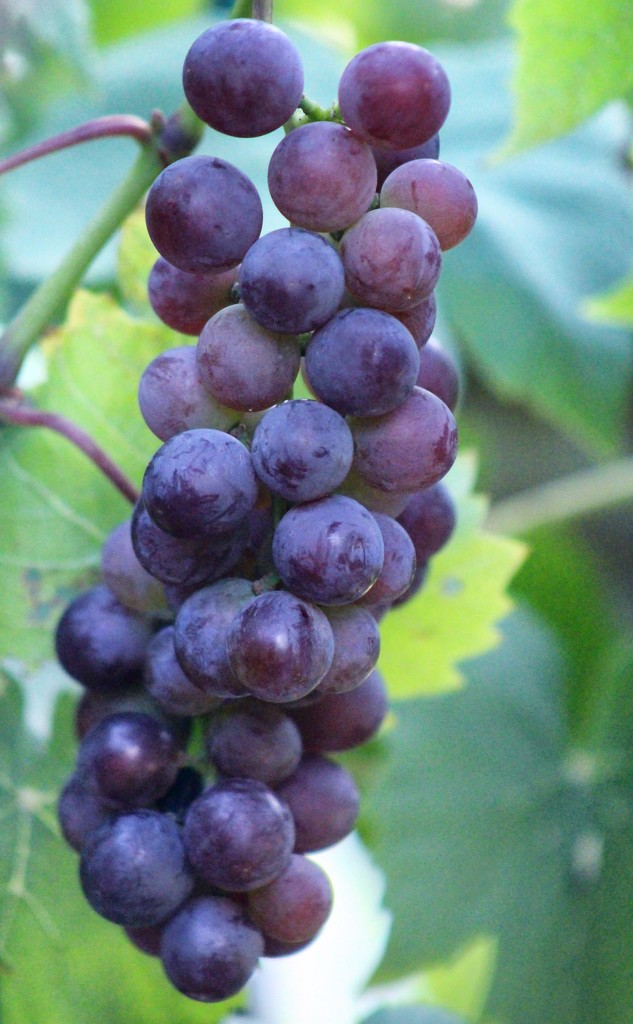 vine ripe grapes by paintdipper