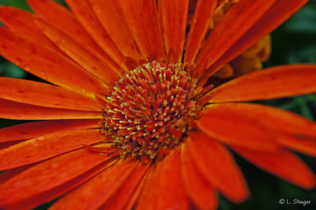 Gerbera daisies by larrysphotos