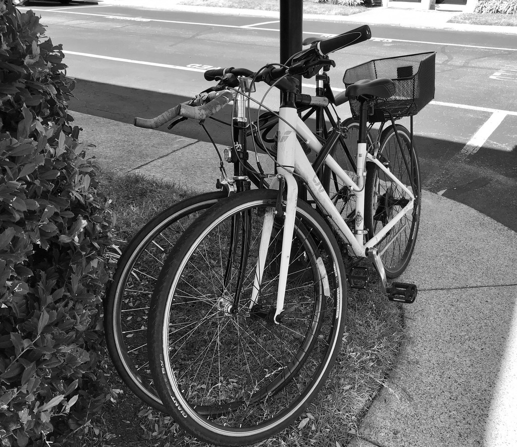 Two Bicycles Built for One by allie912