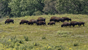 30th Aug 2019 - bison 