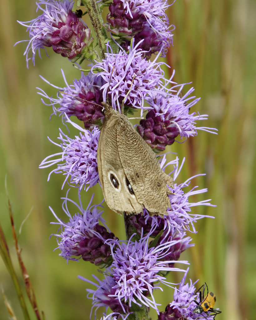 butterfly on blazing star by rminer