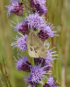 30th Aug 2019 - butterfly on blazing star