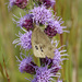 butterfly on blazing star by rminer