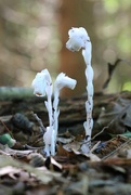 2nd Sep 2019 - Indian Pipe Plant