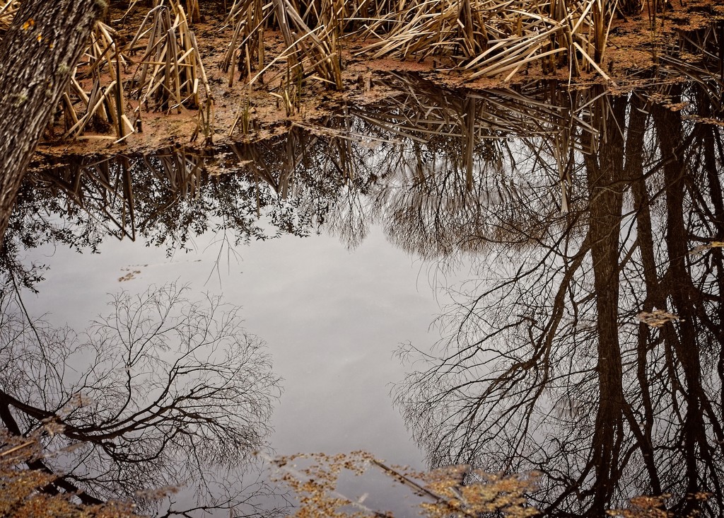 Pond reflections  by kiwinanna