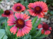 2nd Sep 2019 - Spintop Red Blanket Flower Gallardia