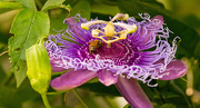 2nd Sep 2019 - Bee Working on the Passion Flower!