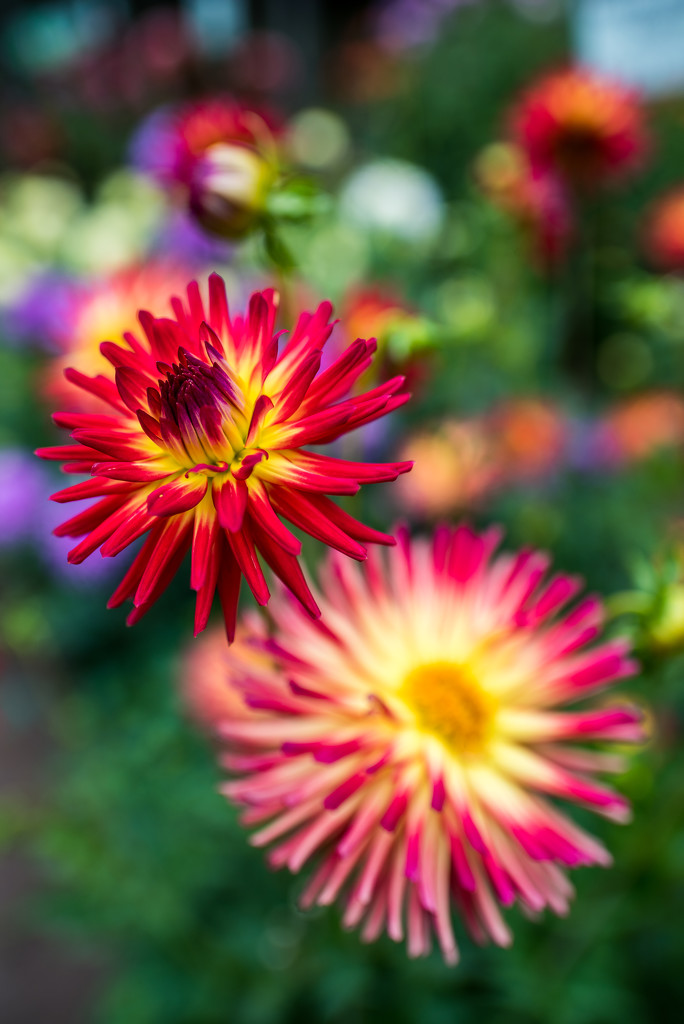 Another from the Dahlia Patch by kwind