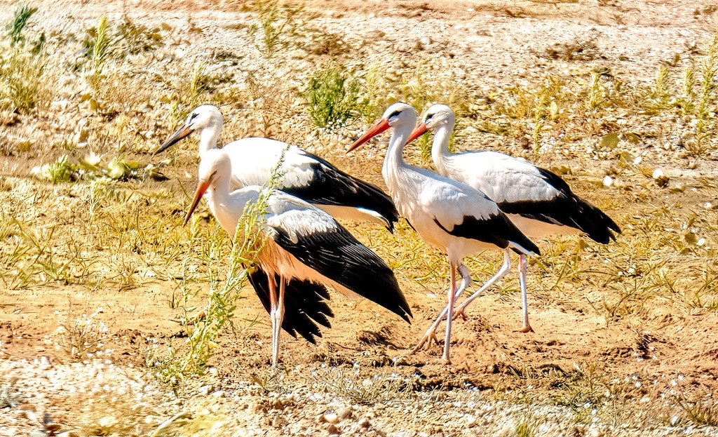 Storks going walkabout by ludwigsdiana