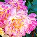 Some colourful roses by ludwigsdiana