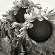 2nd Sep 2019 - Sunflowers