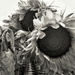 Sunflowers by jamesleonard