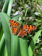 3rd Sep 2019 - Comma