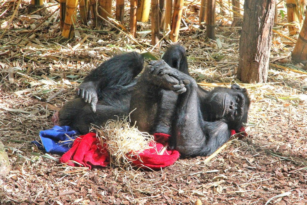 Chimpanzee by leggzy