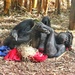 Chimpanzee by leggzy