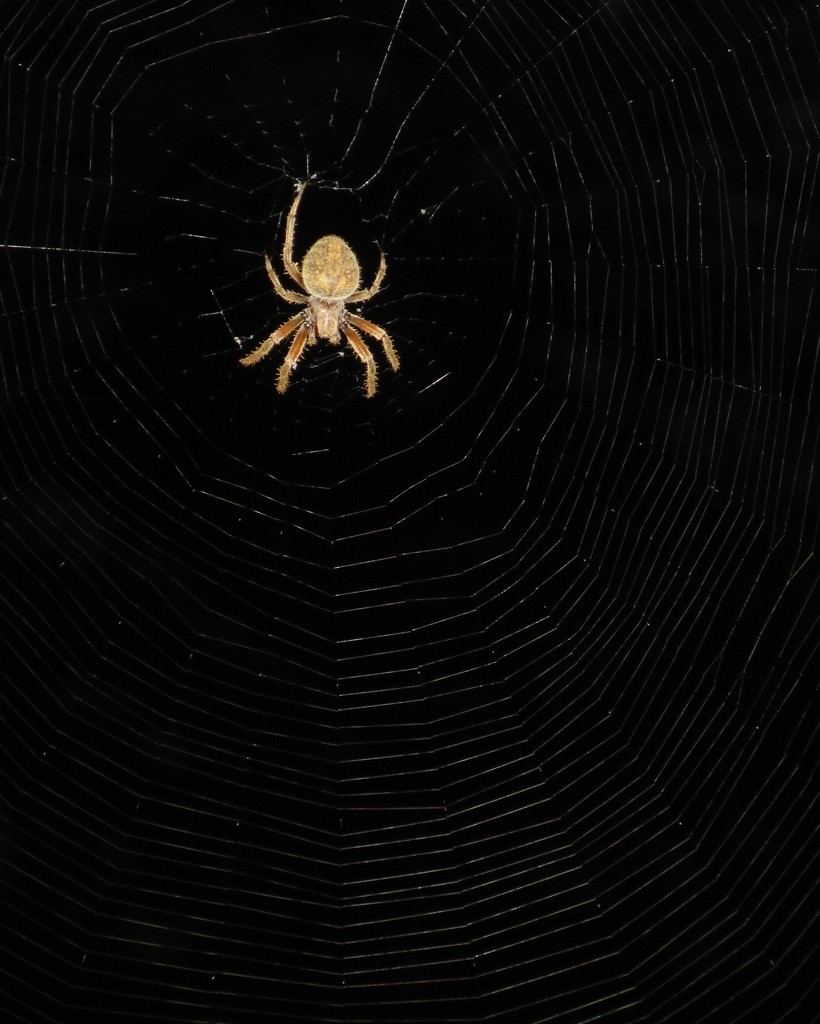 September 3: Orb Spider by daisymiller