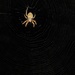 September 3: Orb Spider by daisymiller