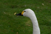 3rd Sep 2019 - SWANS OF THE WORLD - BEWICK'S 