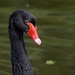 SWANS OF THE WORLD - BLACK by markp