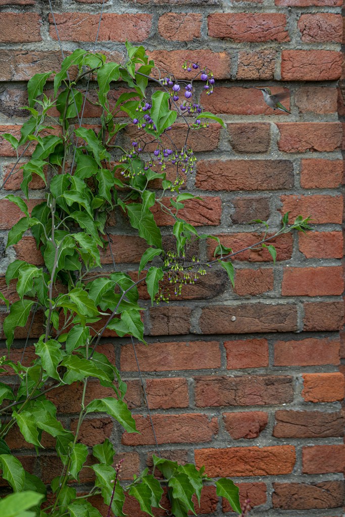 The Plant on the Wall with the Accidental Hummingbird by jyokota