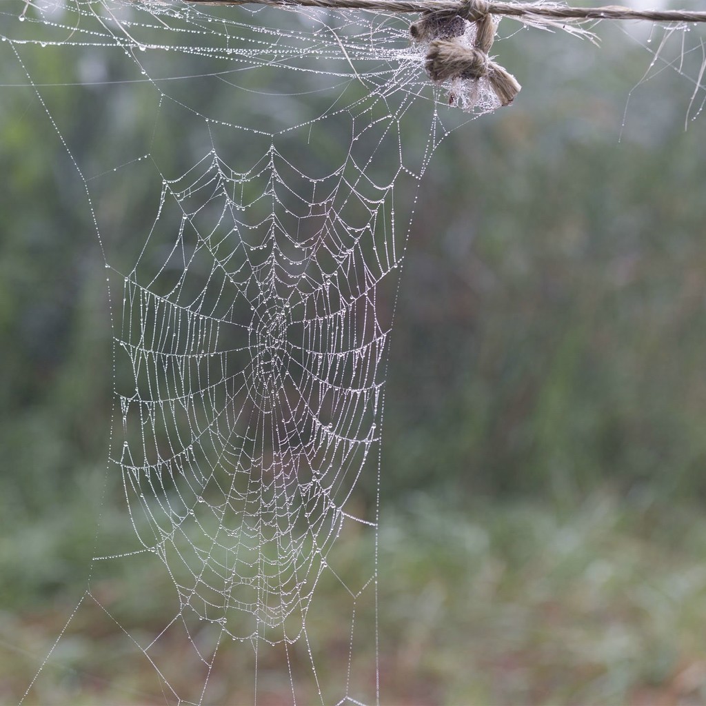 spiderweb by lastrami_