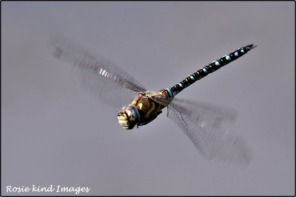 RK3_9710  Dragonfly in flight by rosiekind