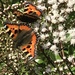butterfly bush. by callymazoo