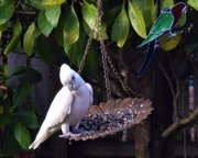 4th Sep 2019 - Little Corella Our Newest Visitor ~