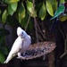 Little Corella Our Newest Visitor ~ by happysnaps