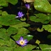 Water Lilies ~  by happysnaps
