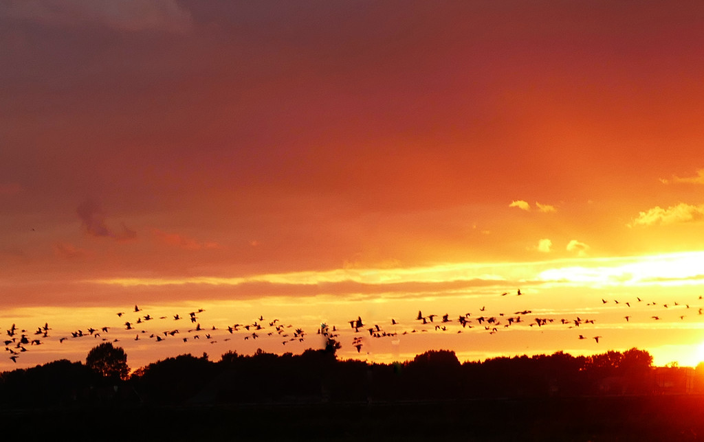 birds at sunset by marijbar