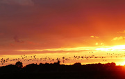 3rd Sep 2019 - birds at sunset
